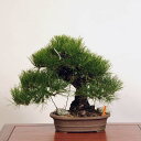 ~ IFO͍*@i ܂@N}c@Kuromatsu bonsai i~