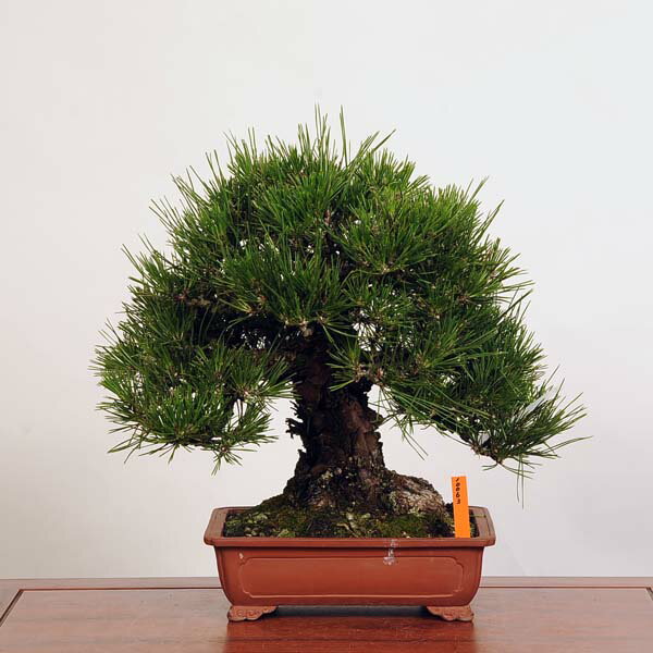 盆栽 特選：三河黒松*　現品 くろまつ　クロマツ　Kuromatsu bonsai 中品盆栽