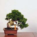 盆栽 特選：糸魚川真柏 現品* しんぱく　シンパク　Shinpaku bonsai 中品盆栽