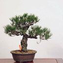 ~ FO͍*@i ܂@N}c@Kuromatsu bonsai i~