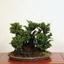 盆栽　特選：石化桧寄せ　現品　*ひのき　ヒノキ　Hinoki bonsai 中品盆栽