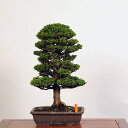 盆栽 特選：津山桧（ひのき）　現品*　ヒノキ　hinoki bonsai 中品盆栽