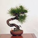 盆栽 特選：三河黒松*　現品 くろまつ　クロマツ　Kuromatsu bonsai 中品盆栽