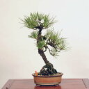 ~ FO͍*@i ܂@N}c@Kuromatsu bonsai i~