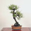 盆栽 ：三河黒松*　現品 くろまつ　クロマツ　Kuromatsu bonsai 中品盆栽