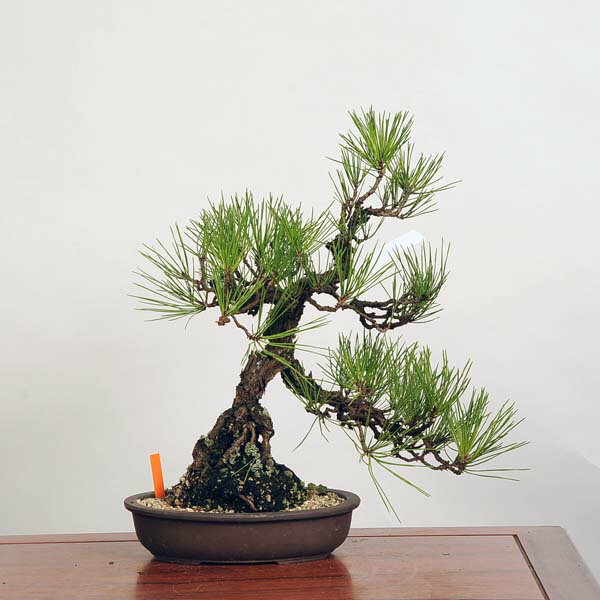 盆栽 ：三河黒松*　現品 くろまつ　クロマツ　Kuromatsu bonsai 中品盆栽 2