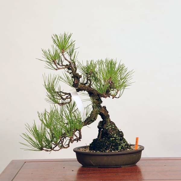 盆栽 ：三河黒松*　現品 くろまつ　クロマツ　Kuromatsu bonsai 中品盆栽 1