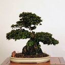 ~ IFH(R)*i@TcL  Satsuki bonsai i~ ^}g֔z