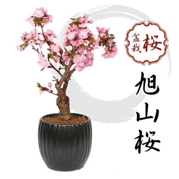 桜盆栽：旭山桜（大）*＜モダン陶器黒深鉢＞一才桜(2024年開花終了) 鉢植え 和 お花見 誕生日 祝 プレゼントにもbonsai