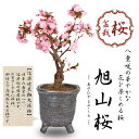 桜盆栽:旭山桜(大)*<信楽焼黒釉丸深鉢>一才桜【2025年春開花終了】【葉姿でお届け】鉢植え 和 お花見 誕生日 祝 プレゼントにもbonsai