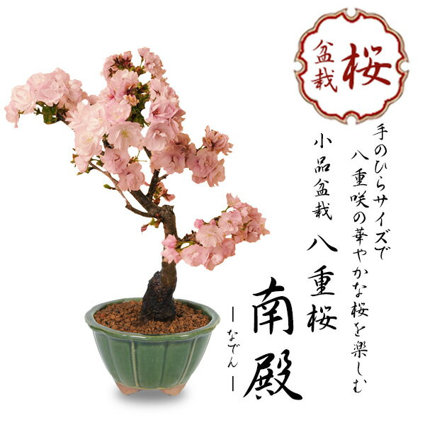 桜盆栽：八重桜*＜国産みどり輪花鉢＞【2024年開花終了】【あす楽対応】【さくら盆栽】bonsai