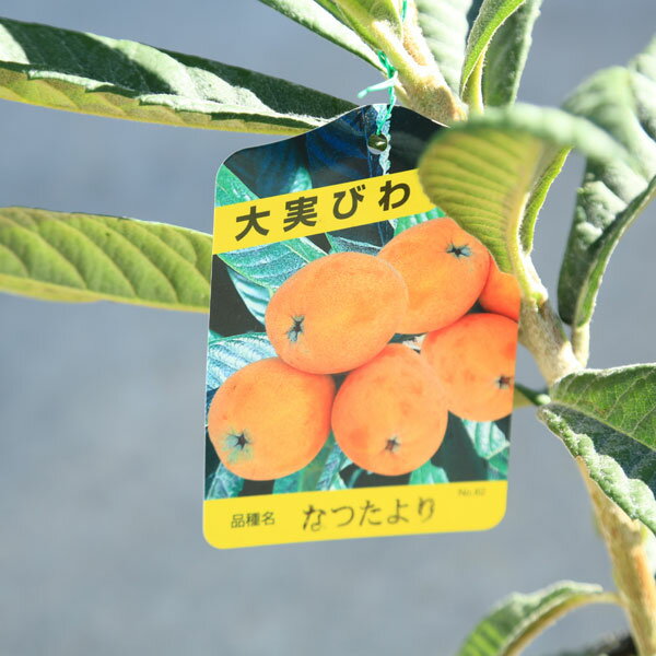 ���ڡ����ڡ����ڡ��ӥ�����ǡˤʤĤ����*�ʤĤ���ꡡ��¤Ӥ��¥ӥPVP