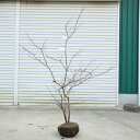 希少庭木・植木:ナツハゼ(なつはぜ)* 現品限り! 樹高:約150cm 全高160cm 佐川急便発送
