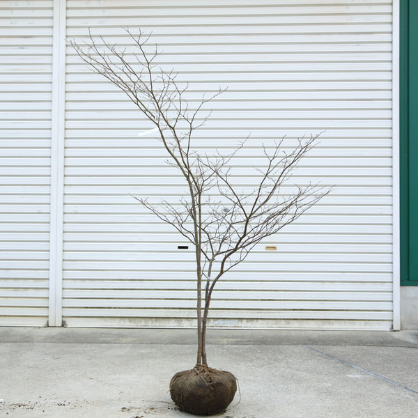 楽天市場】ナツハゼ(花・観葉植物|花・ガーデン・DIY)の通販 楽天市場】ナツハゼ(花・観葉植物|花・ガーデン・DIY)の通販