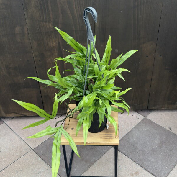 おしゃれ　観葉植物：ミクロソリウム　ディベルシフォリウム*5号　吊り鉢 カンガルーファン　鉢色変わ..