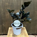 おしゃれ　観葉植物：金銭樹　ザミオクルカス レイヴン*4号プラポット Zamioculcas zamifolia Raven