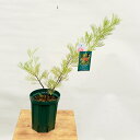 花苗　観葉植物：グレビレア キングスファイア*5号　Grevillea Kings Fire