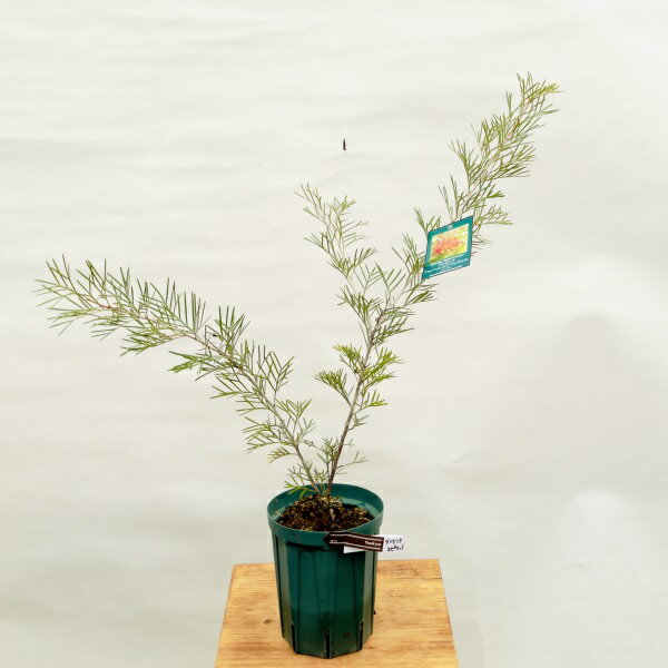 花苗　観葉植物：グレビレア スピリットオブアンザック*5号　Grevillea Spirit of Anzac