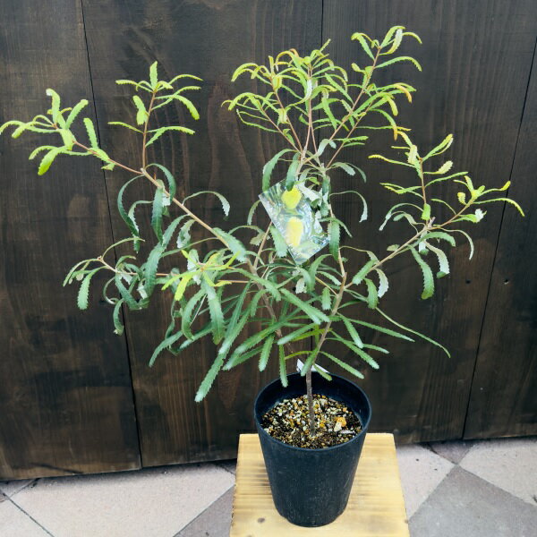 観葉植物 鉢花 苗：バンクシア オブロンギフォリア*5号　Banksia oblongifolia