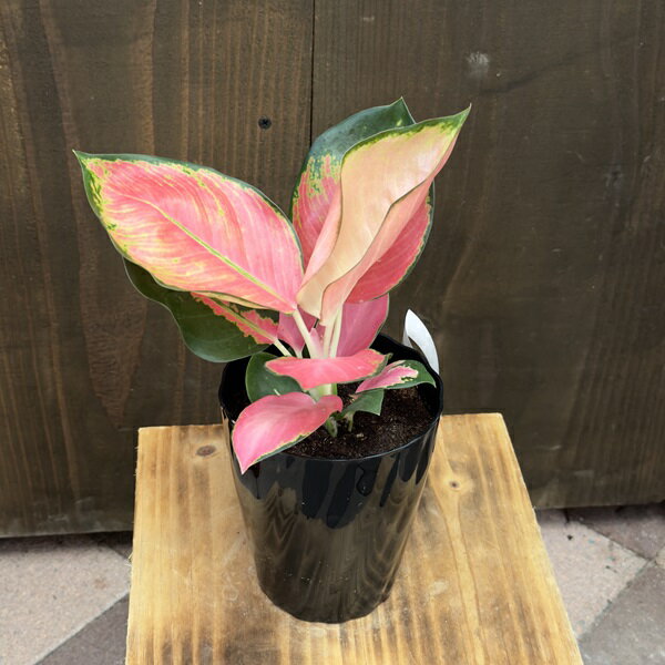 おしゃれ　観葉植物：アグラオネマ チャイナレッド*3.5号 Aglaonemaのサムネイル