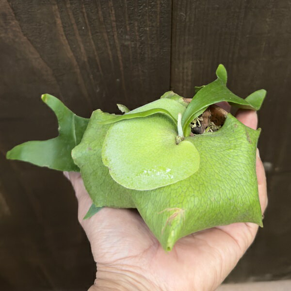 おしゃれ　観葉植物：ビカクシダ コウモリラン アルキコルネ　素焼き鉢*