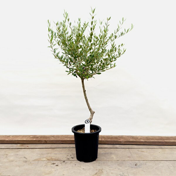 観葉植物：オリーブの木 ネバディロブロンコ 現品3番*7号SOUJU 創樹 そうじゅ NevadilloBlanco