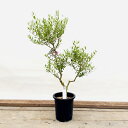 観葉植物：オリーブの木 ネバディロブロンコ 現品5番*7号SOUJU 創樹 そうじゅ NevadilloBlanco