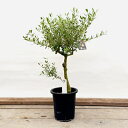 観葉植物：オリーブの木 ネバディロブロンコ 現品8番*7号SOUJU 創樹 そうじゅ NevadilloBlanco