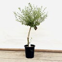 観葉植物：オリーブの木 ネバディロブロンコ 現品1番*8号SOUJU 創樹 そうじゅ NevadilloBlanco 大型佐川便