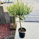 観葉植物：オリーブの木 ネバディロブロンコ 現品3番*8号SOUJU 創樹 そうじゅ NevadilloBlanco 大型ヤマト便