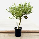 観葉植物：オリーブの木 ネバディロブロンコ 現品7番*8号SOUJU 創樹 そうじゅ NevadilloBlanco 大型ヤマト便