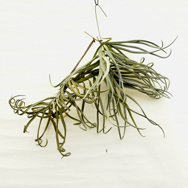 観葉植物：チランジア エアープランツ ドラティ 現品*ドゥラティ エアプランツ tillandsia duratii