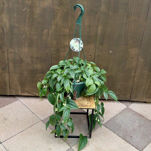 クレマチス ホワイトベル 観葉植物：冬咲きクレマチス アンスンエンシス*7号 吊り鉢　今季開花終了しました