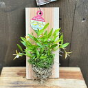 おしゃれ 観葉植物 ポリブロポン:ディネマ ポリブルボン*板付 洋ラン 蘭