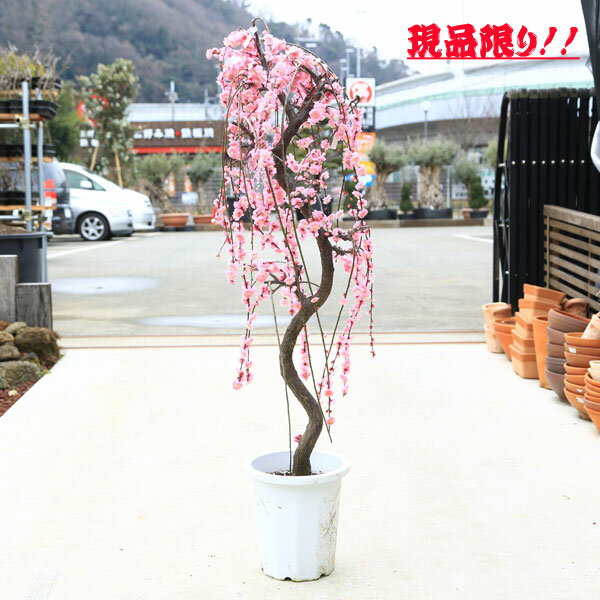 商品画像3