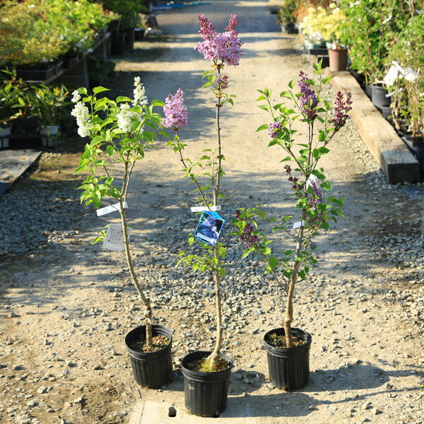 楽天市場】ライラック 苗木(植木|ガーデニング・農業):花 楽天市場】ライラック 苗木(植木|ガーデニング・農業):花