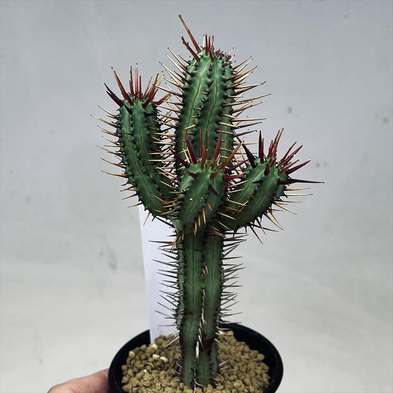 多肉植物：ユーフォルビア　紅彩閣*幅5cm