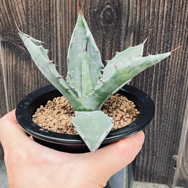 多肉植物：アガベ コロラータ*幅13cm　現品！一品限り