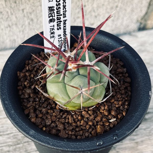 サボテン：テロカクタス　緋冠竜　T氏実生*幅3.5cmのサムネイル