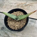 多肉植物:アロエ ピクタ*M 幅10cm