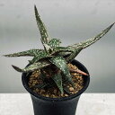 多肉植物:アロエ ジュクンダ*M 幅8cm