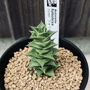 多肉植物:アストロロバ フォリオロサ*幅5cm