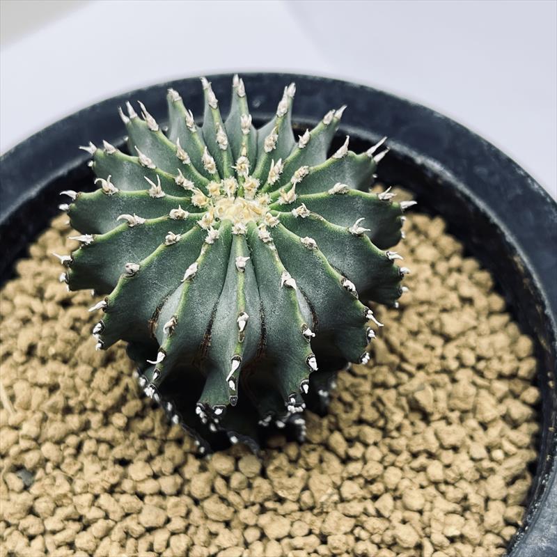 楽天市場】ゲオヒントニア メキシカーナの通販