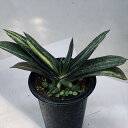 多肉植物:ガステリア ピランシー錦*幅21cm 現品!一品限り