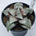 多肉植物:ハオルチア Y氏 バディア*幅9cm 現品!一品限り