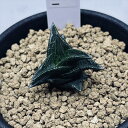 多肉植物:ハオルチア ニグラno.11*幅3cm