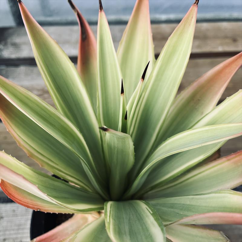 多肉植物：アガベ　メリデンシス　ジョーホーク*幅22cm　現品！一品限り