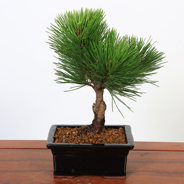盆栽：黒松（紺長方縁付小鉢)*くろまつ クロマツ 鉢植え black pine bonsai