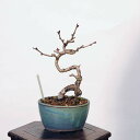 盆栽：十月桜 *現品 さくら　サクラ　Jyuugatsusakura bonsai 小品盆栽