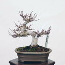 盆栽 特選：山紅葉　現品*山もみじ　モミジ　Momiji bonsai 小品盆栽